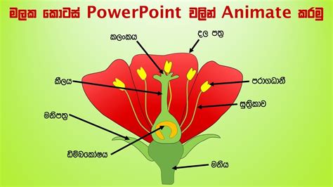 flower parts ppt